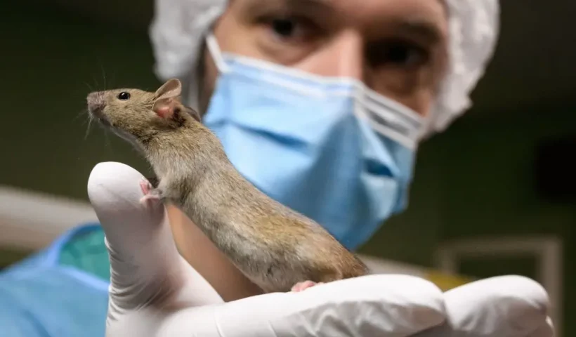 A zootechnician holds a laboratory mouse at the University of Geneva on January 18, 2022. On February 13, 2022 the Swiss citizen will vote for the fourth time on whether to ban animal testing. The people's initiative calls for a halt to all experiments on humans and animals as well as a ban on the import of new products developed using such methods. (Photo by Fabrice COFFRINI / AFP) (Photo by FABRICE COFFRINI/AFP via Getty Images)