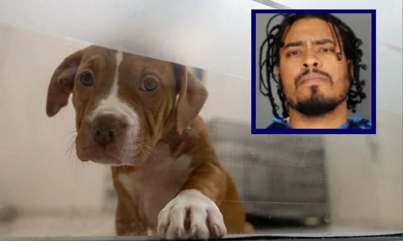 (L) A 2 month old female terrier pit bull dog named Babcock sits in their shelter an ASPCA (American Society for the Prevention of Cruelty to Animals) center on July 18, 2024 in New York City. (Photo by Adam Gray/Getty Images) / (R) dog killer Christopher Maxwell, 34. (Photo via: Albany Police Department)