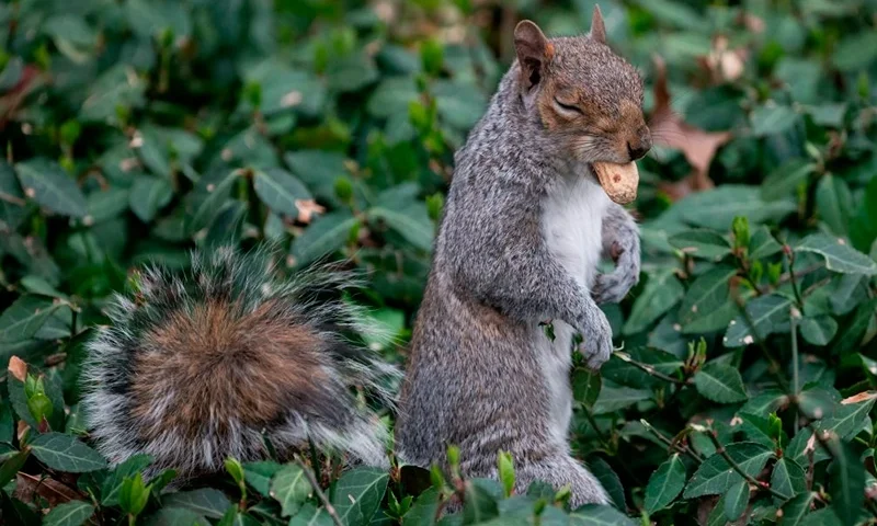 A gray squirrel blinks while holding a peanut in its mouth as he stands in the green of the Central Park on April 11, 2019 in New York City. (Photo by Johannes EISELE / AFP) (Photo credit should read JOHANNES EISELE/AFP via Getty Images)