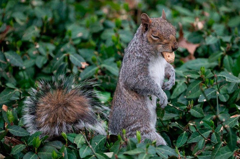 A gray squirrel blinks while holding a peanut in its mouth as he stands in the green of the Central Park on April 11, 2019 in New York City. (Photo by Johannes EISELE / AFP)        (Photo credit should read JOHANNES EISELE/AFP via Getty Images)