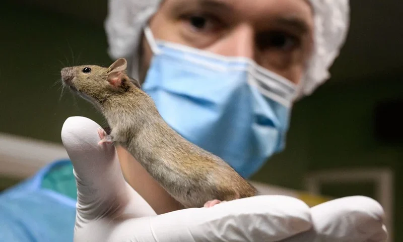 A zootechnician holds a laboratory rat at the University of Geneva on January 18, 2022. On February 13, 2022 the Swiss citizen will vote for the fourth time on whether to ban animal testing. The people's initiative calls for a halt to all experiments on humans and animals as well as a ban on the import of new products developed using such methods. (Photo by Fabrice COFFRINI / AFP) (Photo by FABRICE COFFRINI/AFP via Getty Images)