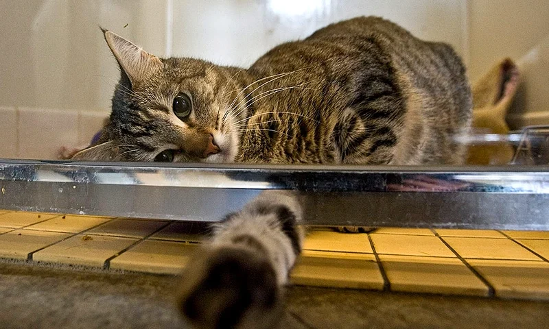 SACRAMENTO, CA - FEBRUARY 1: Lola, a domestic shorthaired cat, reaches under her enclosure at the Sacramento SPCA February 1, 2008 in Sacramento, California. Lola is one of many dogs and cats who were either abandoned or surrendered to many SPCA and county shelters nationwide by their owners because they have gone through home foreclosures and had to move. In December 2007 the amount of pets being dropped off whose owners listed moving as a reason more than doubled from that of a year ago, according the Sacramento SPCA records. (Photo by David Paul Morris/Getty Images)